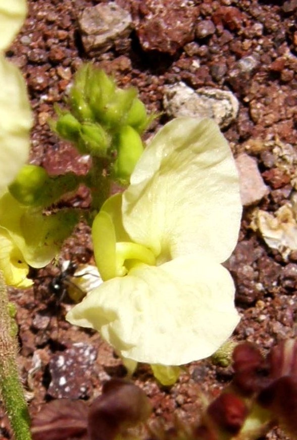 Слика од Macroptilium gibbosifolium (Ortega) A. Delgado