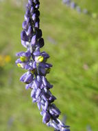 Image of blue pygmyflower