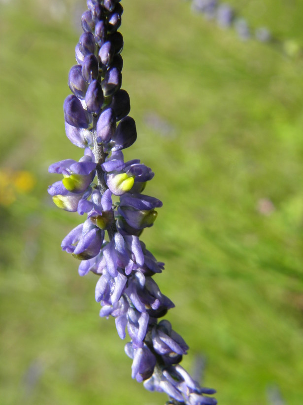 Image of blue pygmyflower