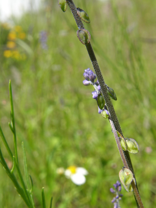 Image of blue pygmyflower