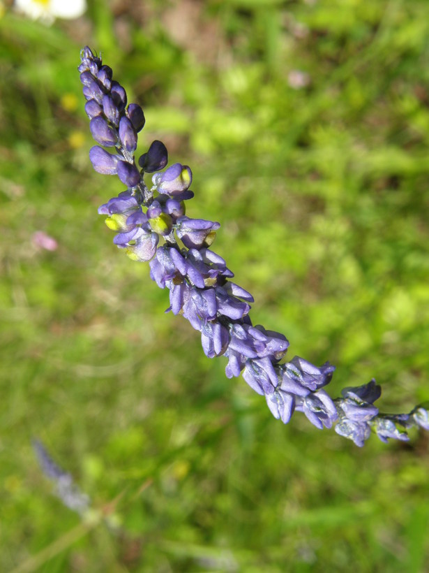 Image of blue pygmyflower