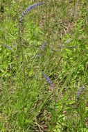 Image of blue pygmyflower