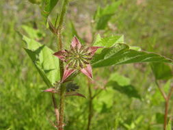 Image of crested anoda