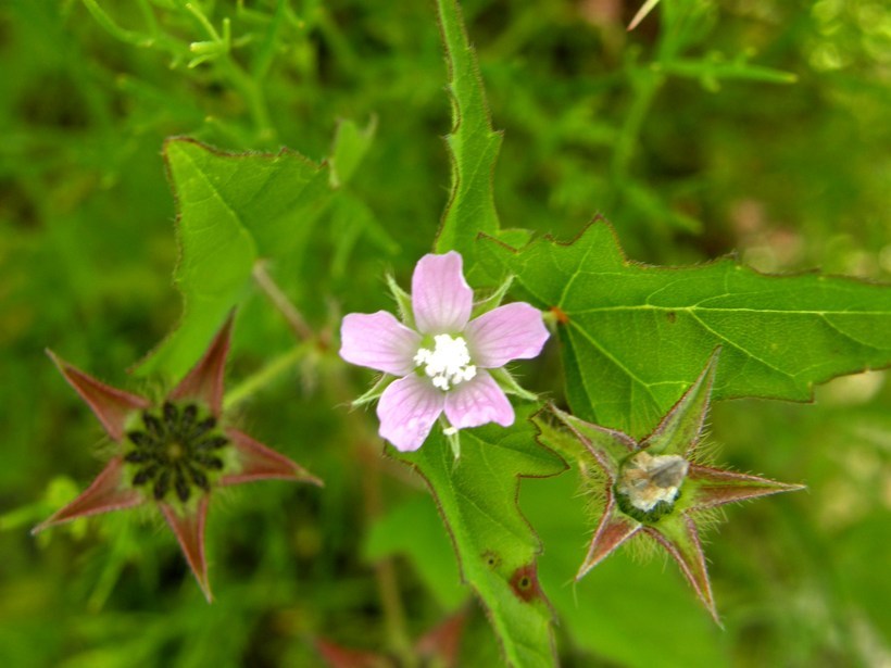 Image of crested anoda