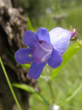 Image of Sonoran beardtongue