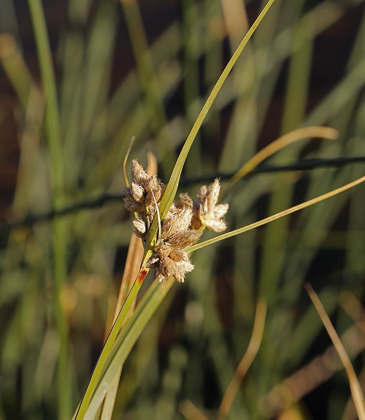 Image of cosmopolitan bulrush