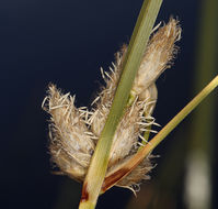 Image of cosmopolitan bulrush