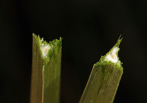 Image of cosmopolitan bulrush