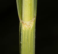 Image of cosmopolitan bulrush