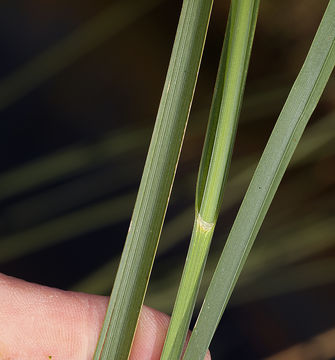 Imagem de Bolboschoenus maritimus subsp. paludosus (A. Nelson) T. Koyama