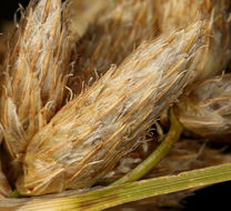 Image of cosmopolitan bulrush