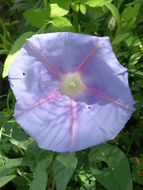 Слика од Ipomoea pubescens Lam.