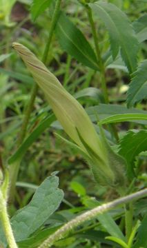 Image of silky morning-glory