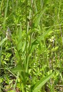 Image of blue pygmyflower