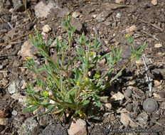 Image of bushy blazingstar