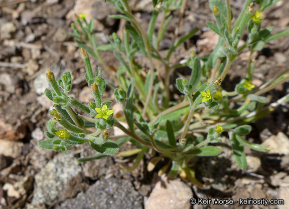 Image of bushy blazingstar