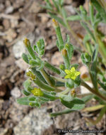 Image of bushy blazingstar