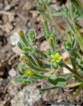 Image of bushy blazingstar