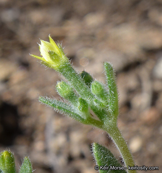 Image of bushy blazingstar