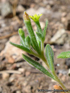 Image of bushy blazingstar