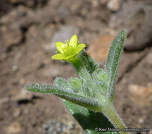 Image of bushy blazingstar