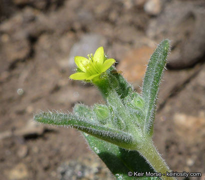 Image of bushy blazingstar