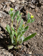 Image of bushy blazingstar