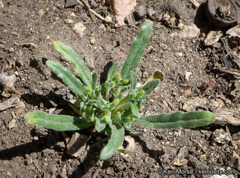 Image of bushy blazingstar