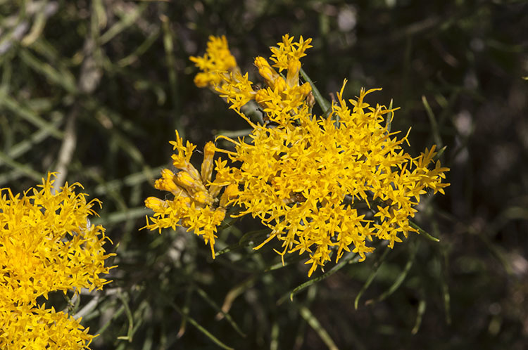 Image of Ericameria nauseosa var. graveolens (Nutt.) Reveal & Schuyler