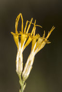 Image of Ericameria nauseosa var. graveolens (Nutt.) Reveal & Schuyler