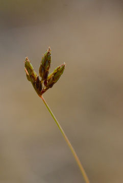 Image of Densetuft Hairsedge