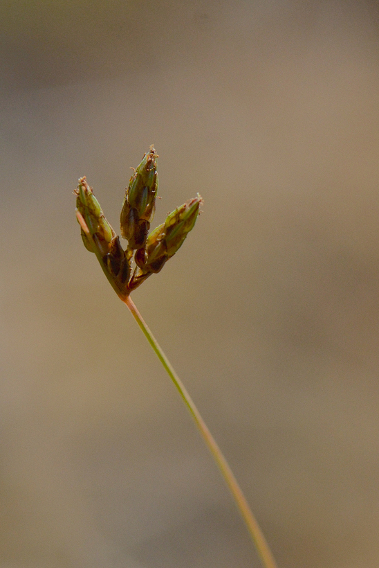 Image of Densetuft Hairsedge