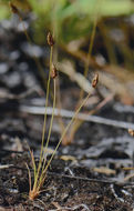 Image of Densetuft Hairsedge