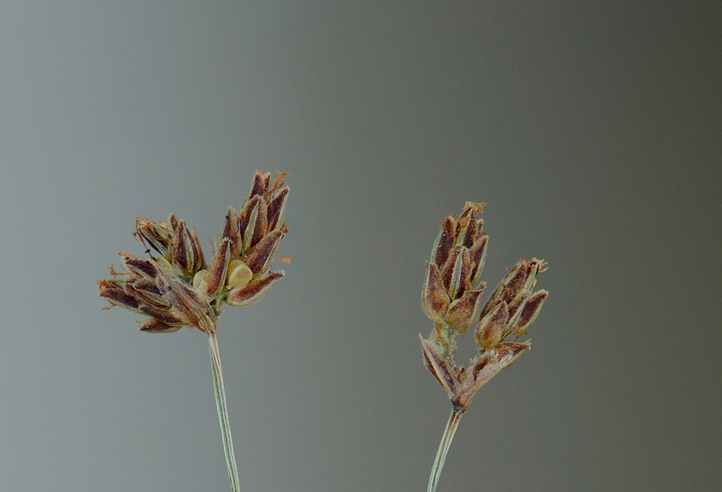 Image of Densetuft Hairsedge