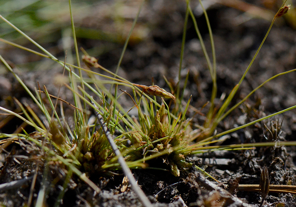 Image of Densetuft Hairsedge