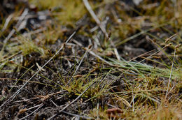 Image of Densetuft Hairsedge