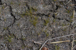 Image of Densetuft Hairsedge