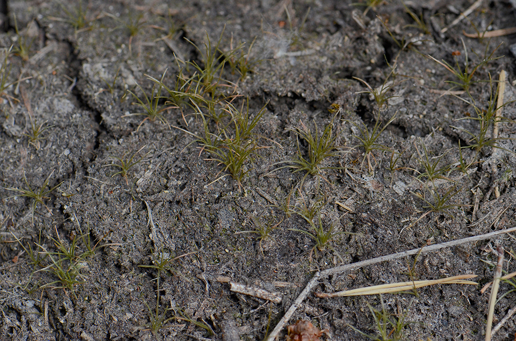 Image of Densetuft Hairsedge