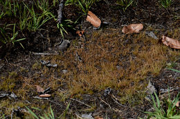 Image of Densetuft Hairsedge