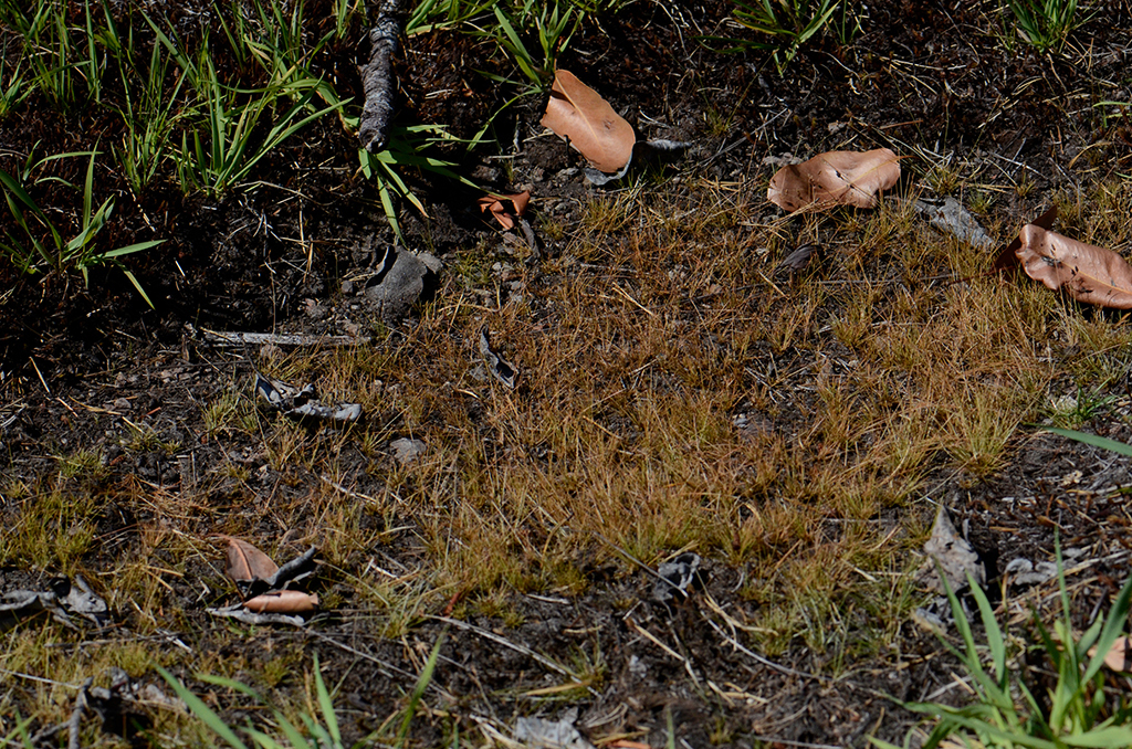 Image of Densetuft Hairsedge