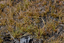 Image of Densetuft Hairsedge