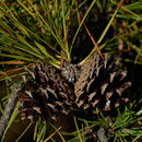 Image of pitch pine