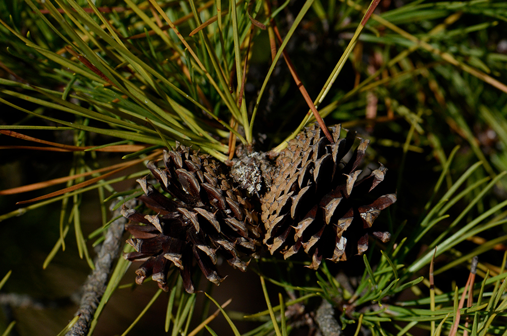 Image of pitch pine