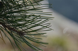 Image of pitch pine