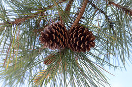 Image of pitch pine