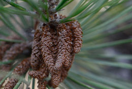 Image of pitch pine