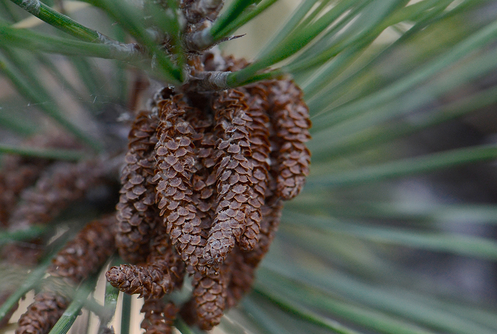 Image of pitch pine