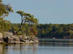 Image of pitch pine