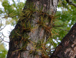 Image of pitch pine