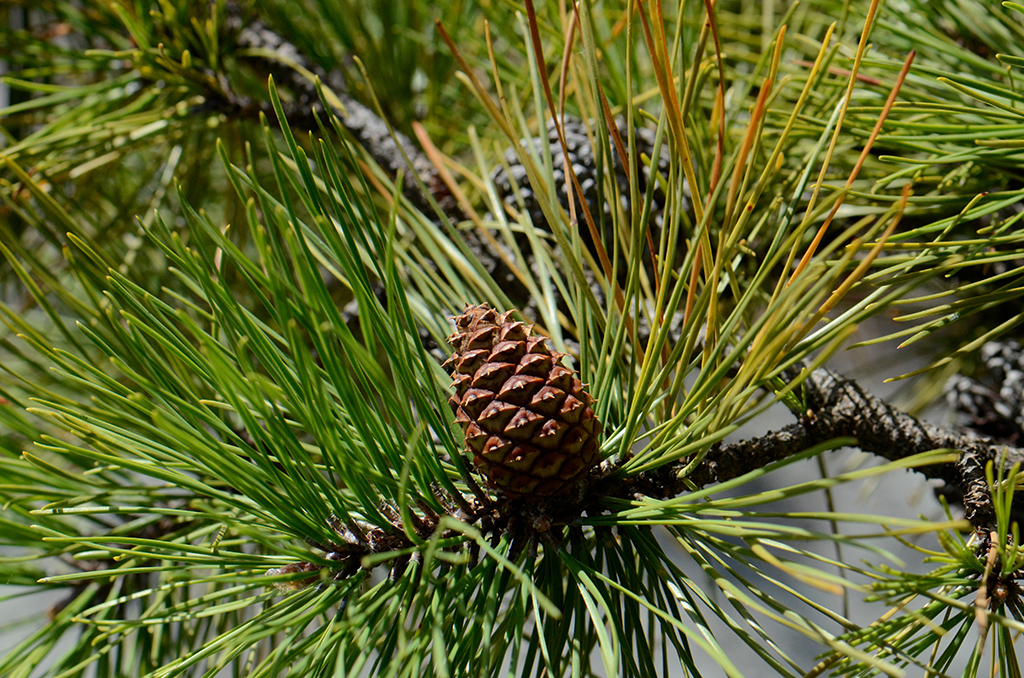 Image of pitch pine